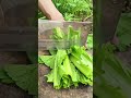 Young 🌿 Farming #smartfarming #rogator #farming #agriculture #asmr #satisfying #fresh #farmlife #ad