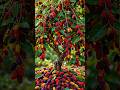 easy and Fast Ways to Grow and Propagate Mulberry Fruit Trees. #garden #fruits #diy