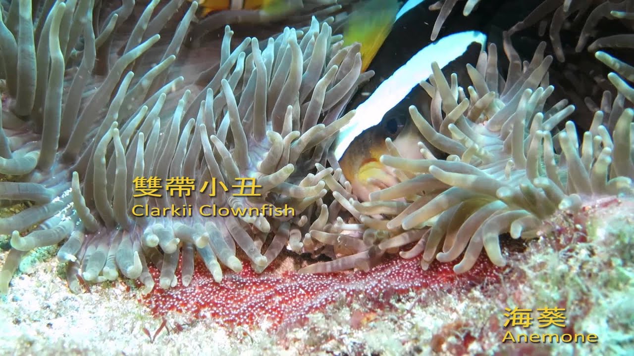 海洋生物的共生 Marine Life Symbiosis - YouTube