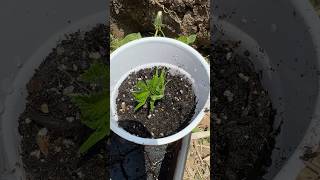 Cloning outdoor cannabis plant