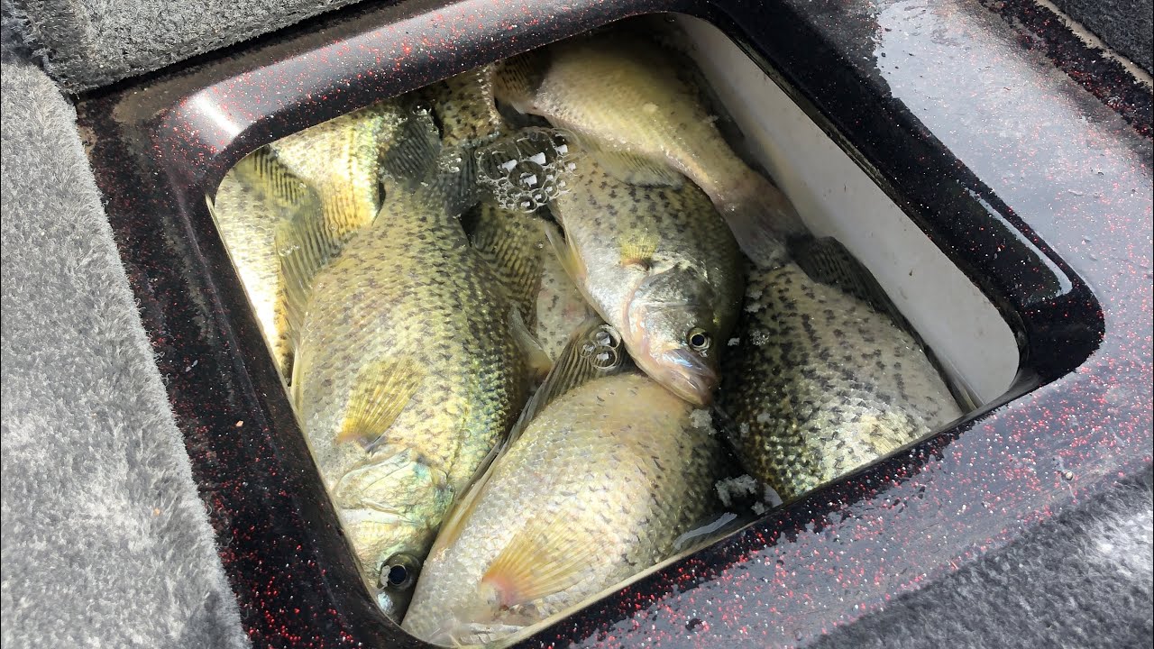Livescoping bluegill and crappie on Spavinaw Lake Oklahoma YouTube