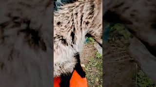 Mocha Jumping On My Lap