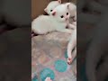 sukoon 🥰🥰💞💫#cat #shairyi #cuteanimal #youtubeshorts #catlover#cutekitty #kitten #shorts