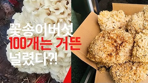처음으로 꽃송이버섯 보고 왔습니다.베타글루칸43.6%.최고의 버섯.#꽃송이버섯 25.6.27.