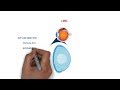 lens anatomy | structures | physiology and biochemistry | eye ball