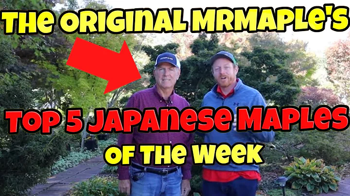 The Original MrMaple | Norman Nichols |Top 5 Japan...