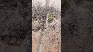 formigas predadores de lagarta