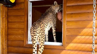 Gerda's enclosure was planted with grass and a window was opened. Spring has come to the pet cheetah