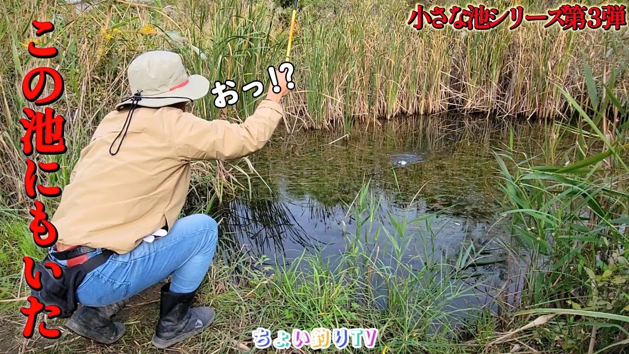 【小物釣り】野池に魚がいるかウキ釣りで調査してみたら…ヤツがいた！