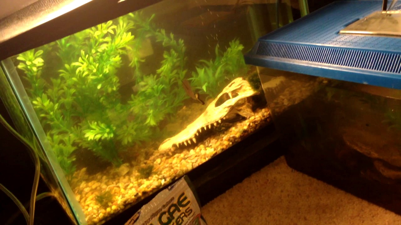 camera iphone 8 plus apk Tank Feedings And Water Changes