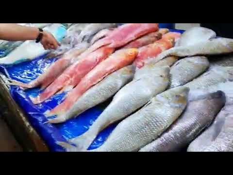 Jeddah Fish Market| Cheap and Fresh Fish Market in Jeddah Saudi Arabia