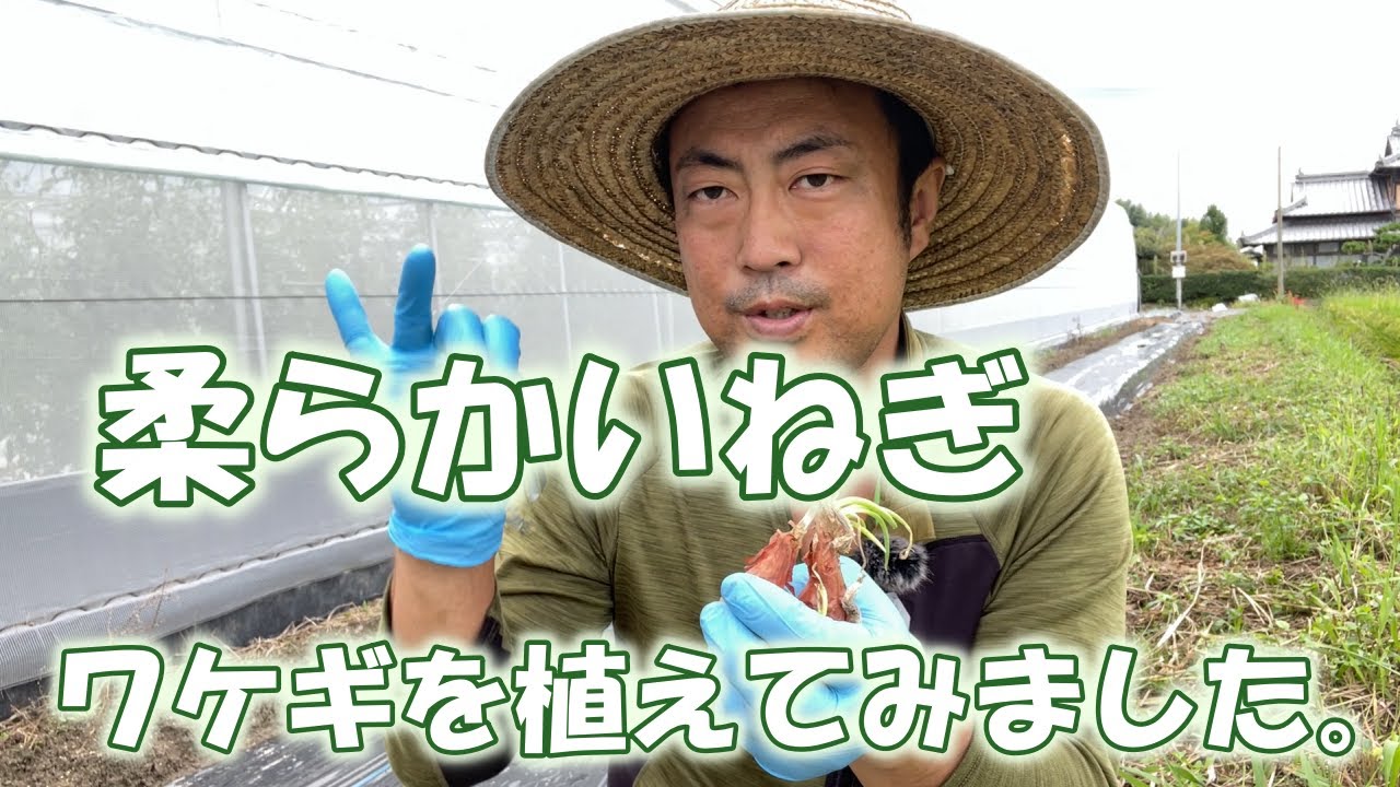 Growing Scallions] I planted soft leeks, or scallions, in a corner