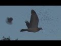 Slo mo shotgun impact - Pigeons
