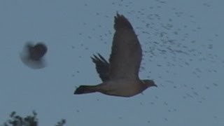 Slo mo shotgun impact - Pigeons