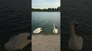 Vienna -Austria #shorts #viral #bangladesh #trending #nature #austria #switzerland #birds