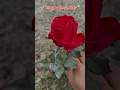 Happy Rose Day 🌹 #youtubeshorts #trendingshorts #roseday