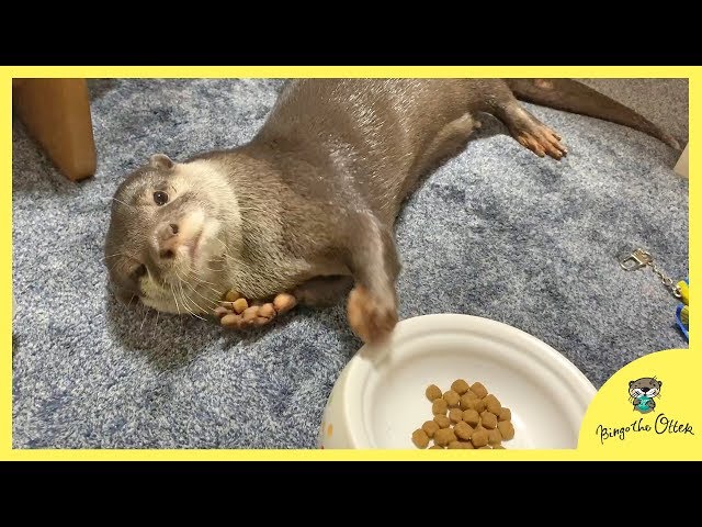 カワウソビンゴいきなり食べ始める姿がかわいい/Otter Bingo start eating out of the blue, CUTE!