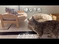 母子猫を見守りに来たつもりがまさかの展開に...！