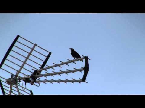 Blackbird 03 (Merlo)