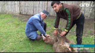 Çaqqal Hüu - Arb Tv