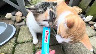 Taming Outside Cats with Churo!