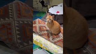 The catio is back to the original version! Cats 🐈🐈‍⬛ are loving it ! Especially Cleopatra ❤️🐈‍⬛❤️