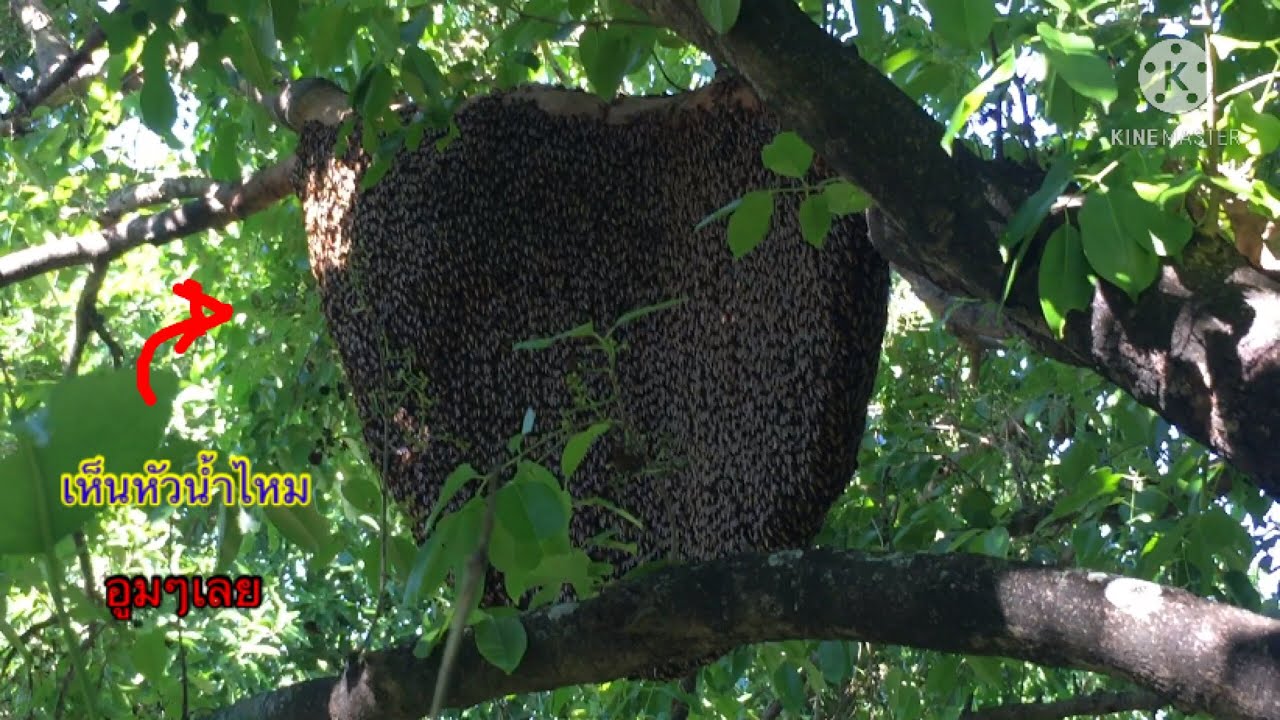 ผึ้งหลวงรังนี้ ใหญ่จริงๆ | พรานหมึก  คนตีผึ้ง