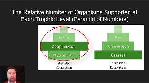 Ecosystems- Interactions, Energy, and Dynamics Video 3