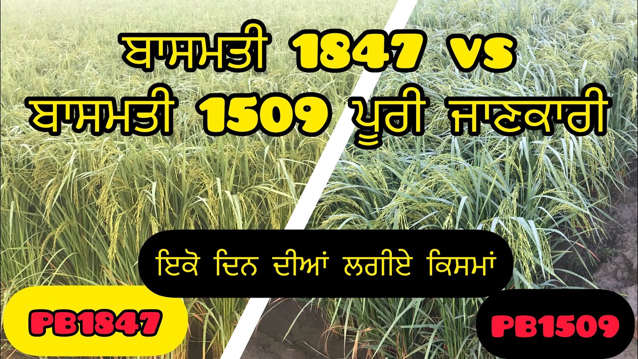 ਬਾਸਮਤੀ 1847 vs ਬਾਸਮਤੀ 1509 ਪੂਰੀ ਜਾਣਕਾਰੀ(PB 1847 v/s PB 1509 full ...