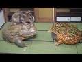 Hamsters are the perfect treat for African bullfrogs and Pacman frogs【WARNING LIVE FEEDING】