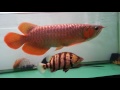 AROWANA SUPER RED - INDONESIA