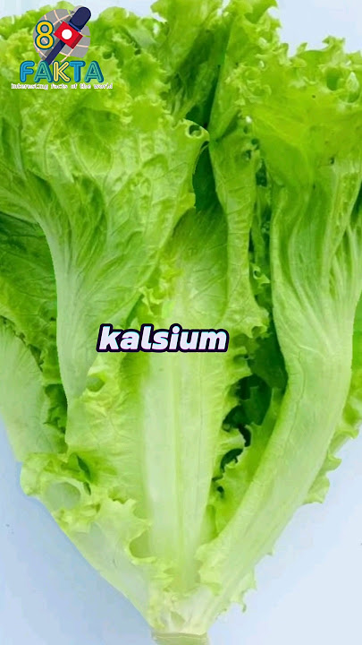 Tahukah kamu.?? Fakta menarik selada yang harus kamu tahu