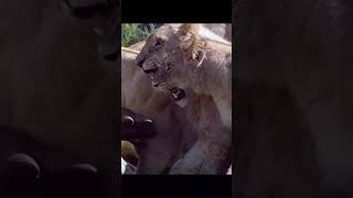 Pride of Lion v's Crocodile.. by Shorts of nature  No views 3 days ago 1 minute, 22 seconds