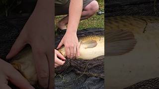 Big Common #carp #fish #fishing #fishinglife #angling #net #hindersbait #bigcarp #carpfishing #uk