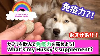 【アメリカの犬用サプリ】愛用免疫サポートサプリを紹介！What's my Husky's supplement? シベリアンハスキー Siberian Husky