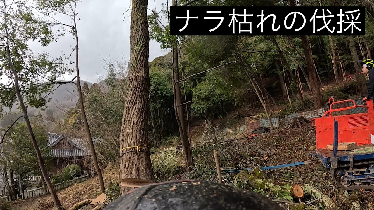 ナラ   立木で販売します。その２  １１月２３日伐採します。 ナラ枯れ伐採】 - YouTube