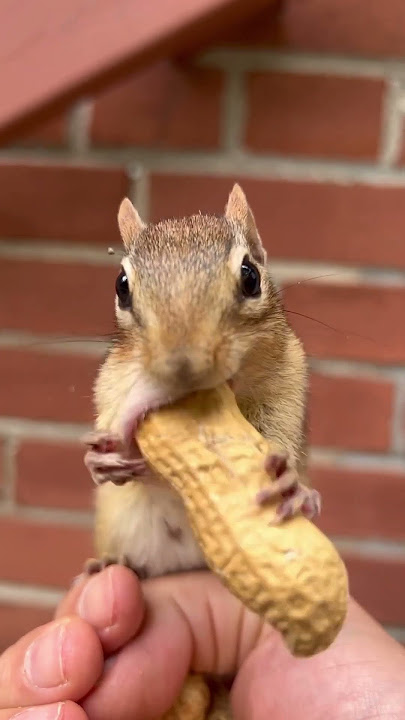 Why chipmunk stares at camera while struggling with a Long peanut?