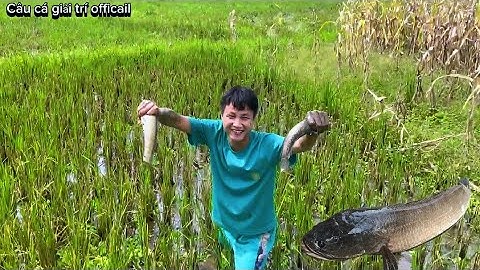 Đuổi BẮT CÁ LÓC | TRÊN CÁNH ĐỒNG LÚA ĐÃ THU HOẠCH | ĐIỀU BẤT NGỜ 😱