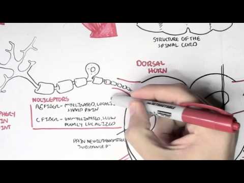 Video: Neuron Nociceptive Mengesan Sitokin Dalam Arthritis