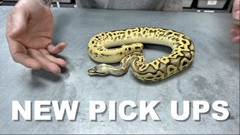 New Ball Python Unboxing !! You Won