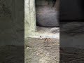 Domus 1 Arzolas de Goi #luoghidavisitare #sardegna #archeologia #domusdejanas