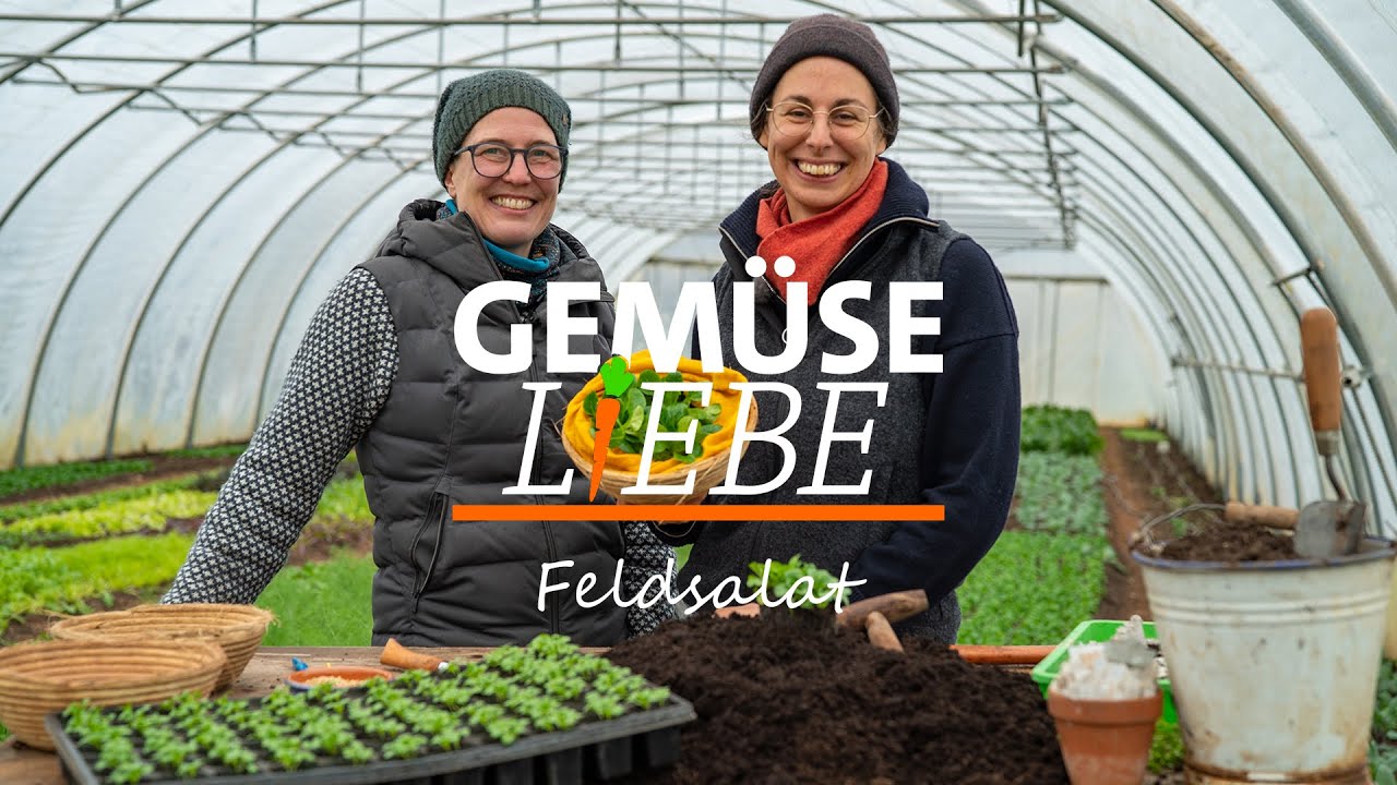 Feldsalat - So klappt die Zucht des klassichen Wintersalats | Gemüseliebe