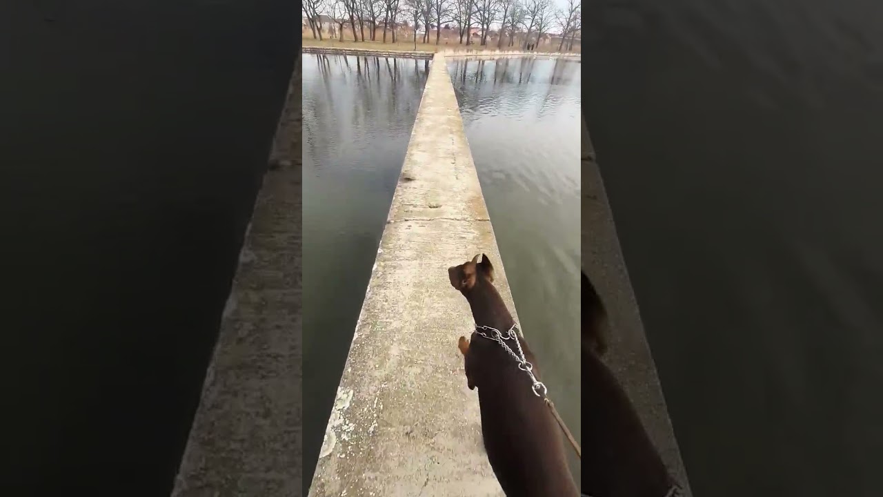 RISKY walk with EUROPEAN DOBERMAN 🏆