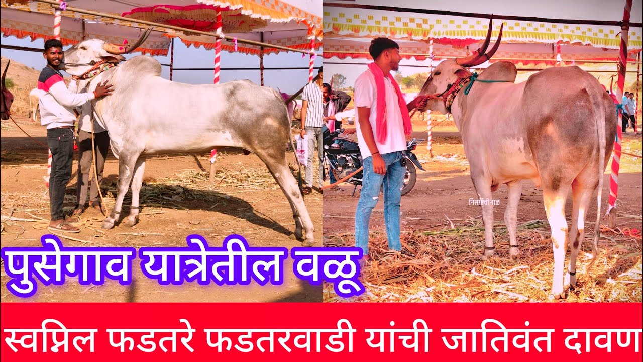 स्वप्निल फडतरे फडतरवाडी यांची जातिवंत वळूची दावन पुसेगाव बाजारात #निसर्गाची_नाळ 