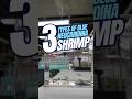 3 Types of BLUE Freshwater Shrimp | Blue Shrimp