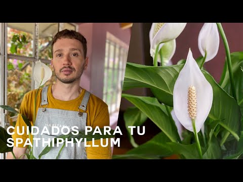 Video: Flor de Spathiphyllum: cultivo y cuidado en casa