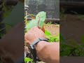 Various Grafting and Bud Grafting Techniques for Mango Trees #satisfying #shorts