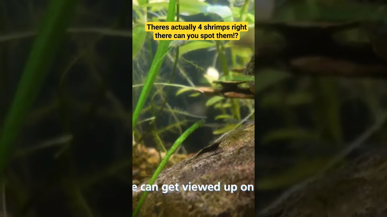 30 Gallon Overgrown Dirted tank. Can you find all the shrimp? 