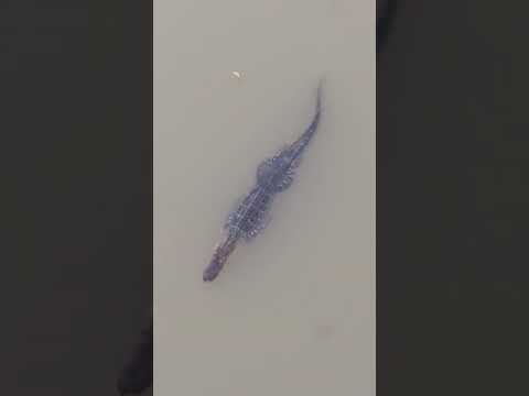 Alligator spotted swimming in Brazos River in Texas #Shorts
