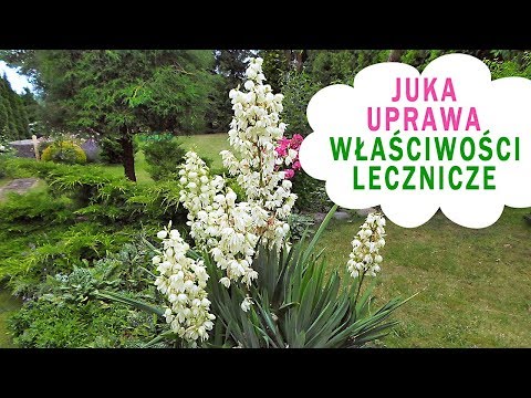Wideo: Primula - Jasny Posłaniec Wiosny